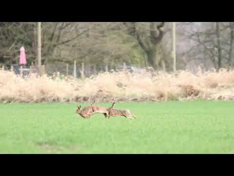 Mad March Hares Boxing - full video.