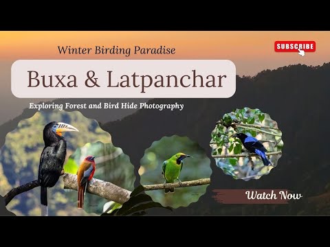 Ultimate Winter Birding Paradise ǀ Buxa ǀ Latpanchar ǀ Bird Photography