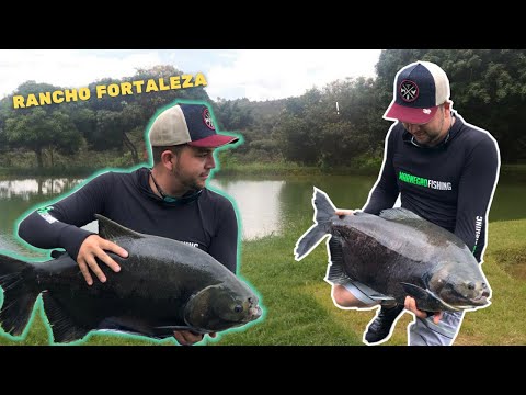 PESCARIA DE TAMBACU - Pesque e Pague Rancho Fortaleza