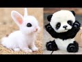 AWW Animals SOO Cute! Cute baby animals Videos Compilation cute moment of the animals #7