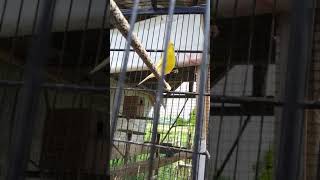 Download lagu Butuh Masteran, Kenari loper belajar nyanyi, nyusun lagu mp3