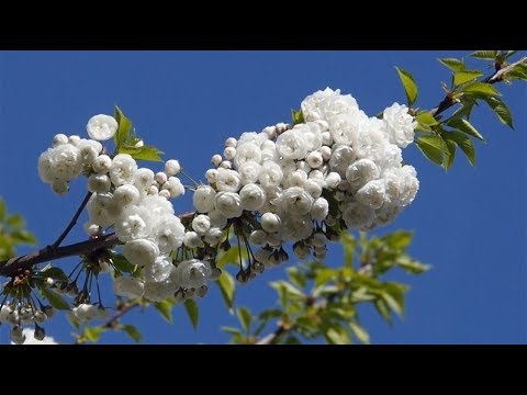 Japanische Blütenkirsche (Prunus avium Plena)
