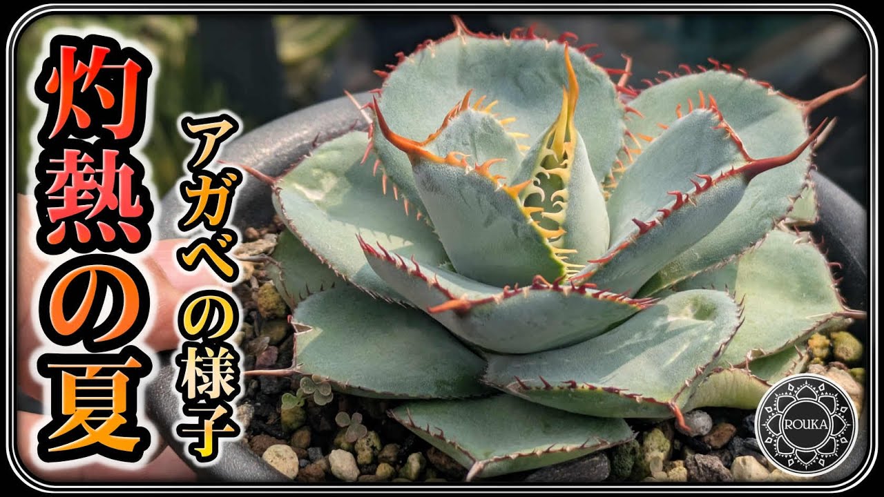 【アガベ】この夏調子がいいアガベの紹介【多肉植物】【園芸】