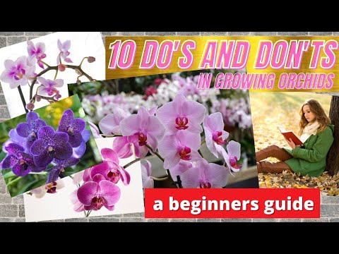 Beginners  guide in Growing ORCHIDS | 10 Do's and Don'ts | Plant Nation Revolution