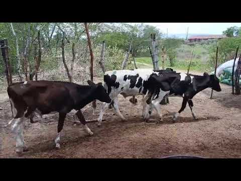  50 Bezerros: 1.350 reais cada em Águas Belas/ Pernambuco.whatsapp 84 99810 2784*#gado #boi #vaca 