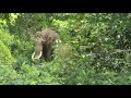 ജീവൻ തിരിച്ചു കിട്ടിയത് ഭാഗ്യം Elephant Arikom