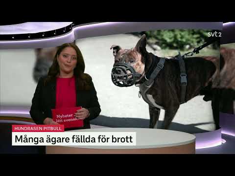 Nyheter på lätt svenska 01 oktober 2025