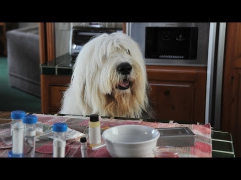Trailer Albert - Der unsichtbare Hund