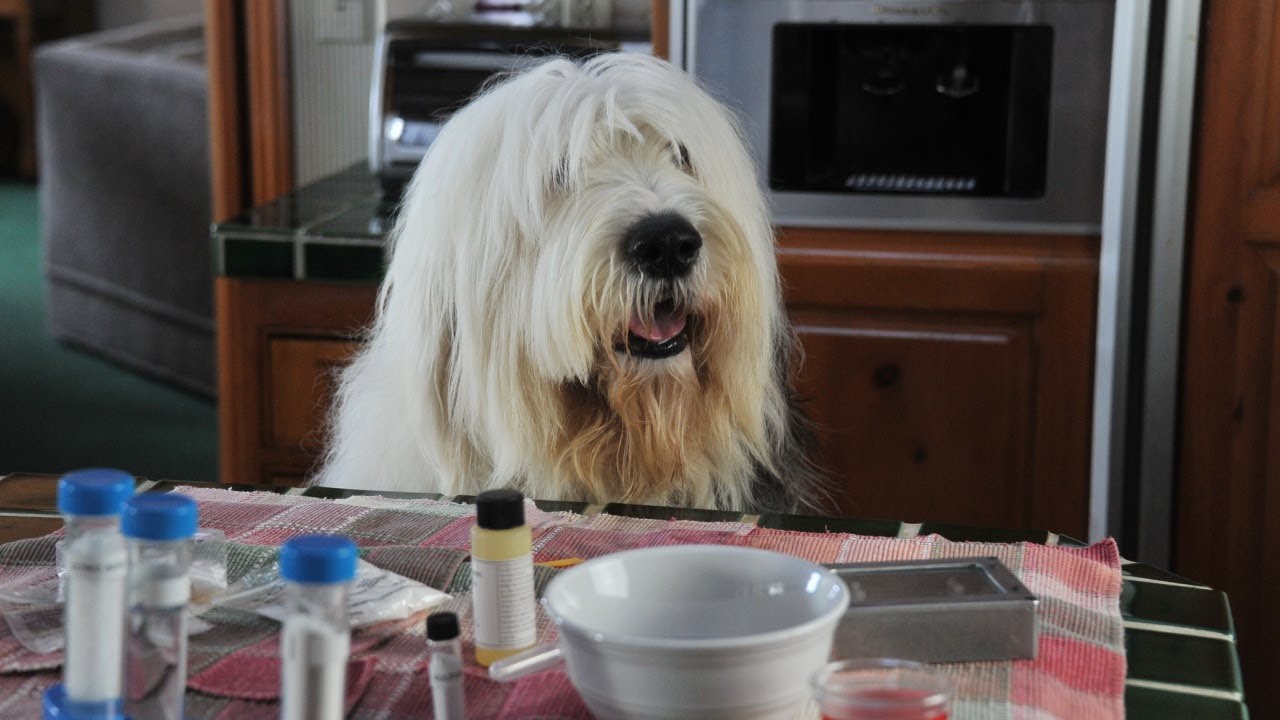 Albert - Der unsichtbare Hund