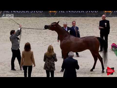 N.47 ARWA ALJASSIMYA - Paris 2017 - Senior Mares (Class CM3A)
