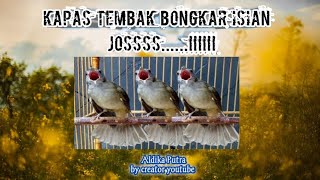Download lagu KAPAS TEMBAK BONGKAR ISIAN JOSS.. mp3