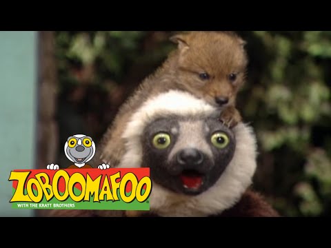 Zoboomafoo 204 - Creature Neighbours (Full Episode)