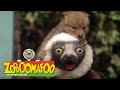 Zoboomafoo 204 Creature Neighbours Full Episode