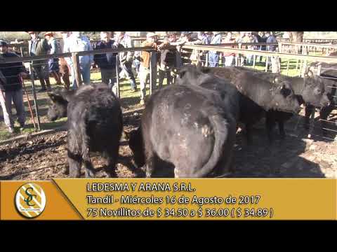 16-08-17 Venta de Gordo - Ledesma y Arana S.R.L. - Tandil.
