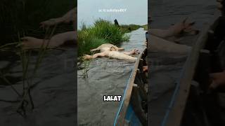 Download lagu SEREM‼️PERAHU MENABRAK BUAYA MATI DI RIAU‼️ #shorts mp3