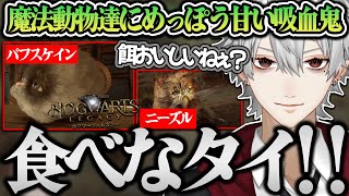 【切り抜き】動物にはあまあまなハリポタファンボ吸血鬼によるホグワーツレガシー│後編【面白まとめ】