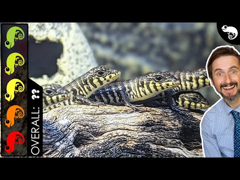 Zebra Skink, The Best Pet Lizard?