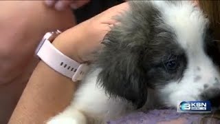 KHS' Clear the Shelters event helps Wichita families find new companions