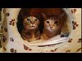 Cats On The Washing Machine Shaking Along With The Front Loader
