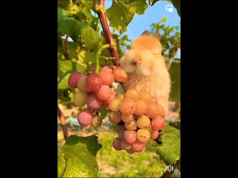 Little rabbit eating grapes on the tree 🌴🍇🍇 #rabbit #shorts #short