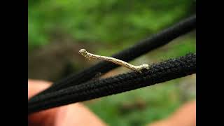Intriguing Facts About Inchworms You Probably Didn’t Know