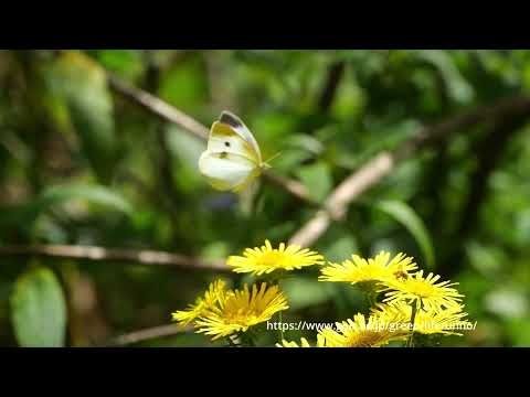 オグルマに来たモンシロチョウ