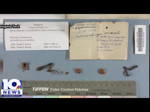 'Last of Us' raises questions of fungal pandemic