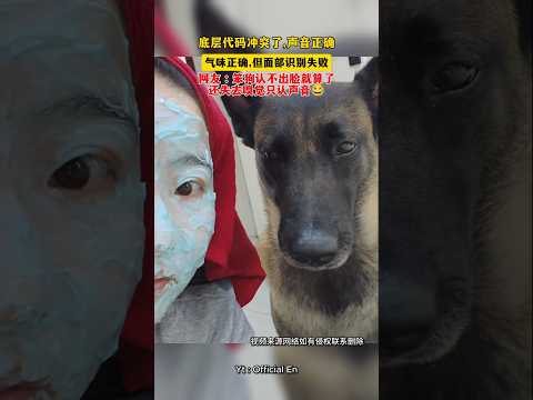 底层代码冲突了,声音正确气味正确,但面部识别失败 #我和我的狗 #萌宠出道计划 #狗狗的心思都写在脸上了 #狗狗的日常 #狗狗成精了 #shortsvideo #shortsfeed