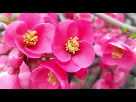 Pink Japanese Quince