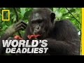 Killers Like Us Chimpanzees World S Deadliest