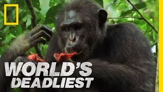 World's Deadliest - Killers Like Us: Chimpanzees