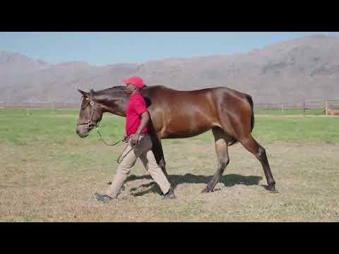 Lot 30 – Captain’s Wish x Querari