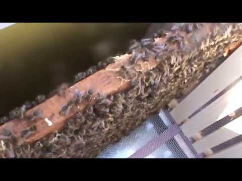 Expandarea OBLIGATORIE primavara la Bio Stup | Analiza fiecarei familii de albine Sfaturi apicultura