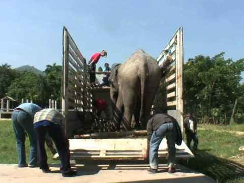 Sri Prae arrives at the Elephant Nature Park
