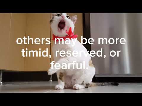 Did you know that cats have different personalities, just like humans?