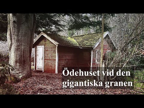 ÖDEHUSET vid den gigantiska granen - 2023-01-30 - övergivna platser i BLEKINGE