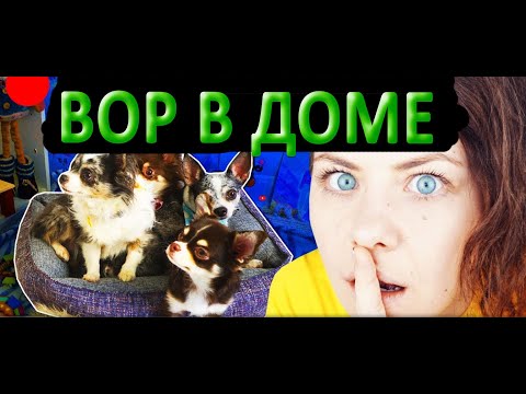 ВОР В ДОМЕ! РЕАКЦИЯ СОБАК СКРЫТАЯ КАМЕРА! ЧТО БУДЕТ ЕСЛИ В ДОМЕ ВОР ПРАНК НАД СОБАКАМИ Magic Family