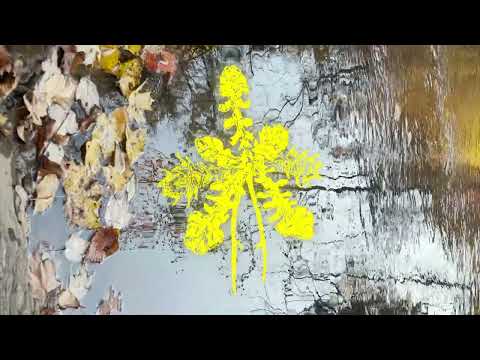 Indigo De Souza - All of This Will End [Official Audio]