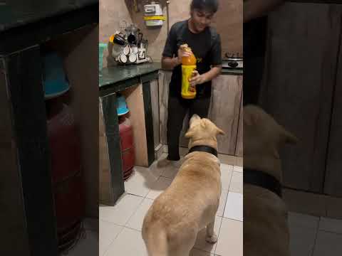 Frooty😍 #labrador #dog #ashortaday #viral #cutedog #shorts #frooti