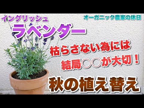 ラベンダーを鉢に植える時期はいつ？どうやって ？季節に応じたメンテナンスアドバイス  庭園