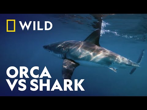 Insane Animal Encounter Caught On Camera | Killer Shark Vs Killer Whale | National Geographic WILD