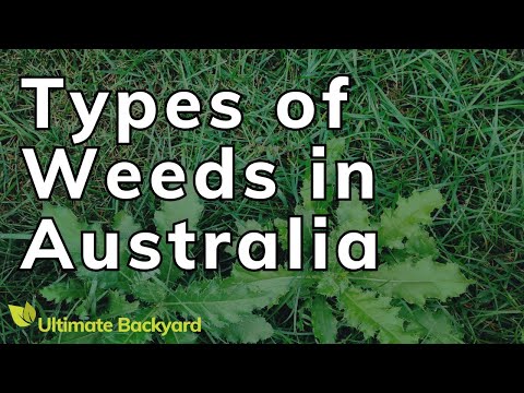 Types of Weeds in Australia (Identification Guide with Pictures)