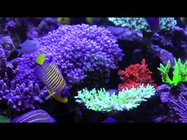 Copps Amazing Reef Tank