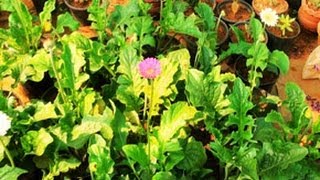 Royal Garden -  a flower nursery at Wayanad