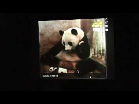 Beardyman (feat. mr_hopkinson) One Album per Hour: poor blancmange creature ( Panda Song )