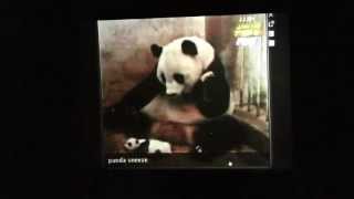 Beardyman (feat. mr_hopkinson) One Album per Hour: poor blancmange creature ( Panda Song )