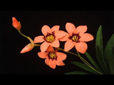 ABC TV | How To Make Sparaxis Tricolor Paper Flower From Crepe Paper - Craft Tutorial