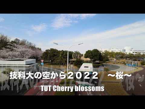 TUT2022 Cherry blossoms   4K