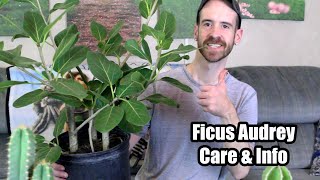 Ficus Audrey/Banyan Tree Care &amp; Info (Ficus benghalensis)