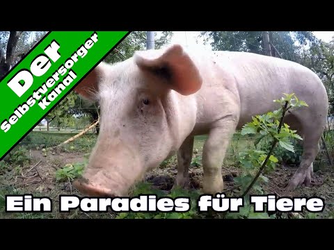 50,000 subscription special. My favorite video